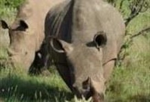 Full Day Hluhluwe Game Reserve